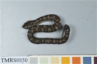 藏品(菊池氏龜殼花)的圖片